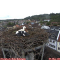 08_30-nest.jpg