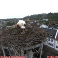 08_35-nest.jpg