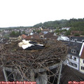 08_40-nest.jpg
