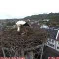 08_45-nest.jpg