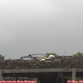 08_50-mast.jpg