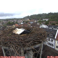 08_50-nest.jpg