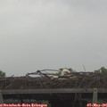 08_55-mast.jpg