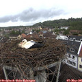 08_55-nest.jpg