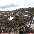 09_00-nest.jpg