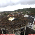 09_05-nest.jpg