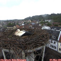 09_10-nest.jpg