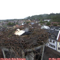 09_15-nest.jpg