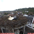 09_20-nest.jpg