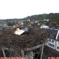 09_25-nest.jpg