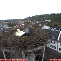 09_30-nest.jpg