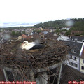 09_45-nest.jpg