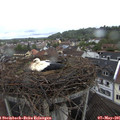 09_50-nest.jpg