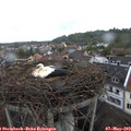 10_00-nest.jpg