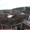 10_05-nest.jpg