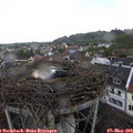 10_10-nest.jpg