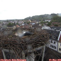 10_15-nest.jpg