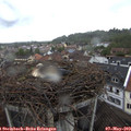 10_20-nest.jpg
