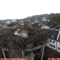 10_25-nest.jpg