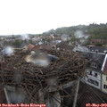 10_30-nest.jpg