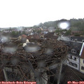 10_35-nest.jpg