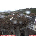 10_45-nest.jpg