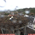 10_50-nest.jpg