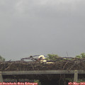 10_55-mast.jpg