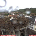 10_55-nest.jpg