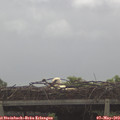 11_00-mast.jpg