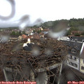 11_00-nest.jpg