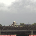11_05-mast.jpg