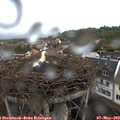 11_05-nest.jpg