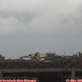 11_10-mast.jpg