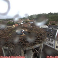 11_10-nest.jpg