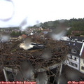 11_20-nest.jpg