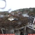 11_25-nest.jpg