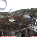 11_30-nest.jpg