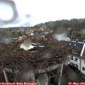 11_35-nest.jpg