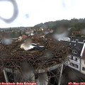 11_40-nest.jpg