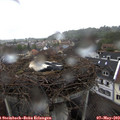 11_45-nest.jpg