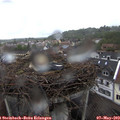 11_50-nest.jpg
