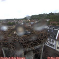 11_55-nest.jpg