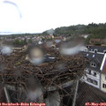 12_05-nest.jpg
