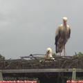 12_15-mast.jpg