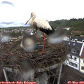 12_15-nest.jpg