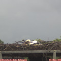 12_20-mast.jpg