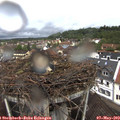 12_20-nest.jpg