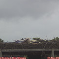 12_25-mast.jpg