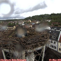 12_25-nest.jpg